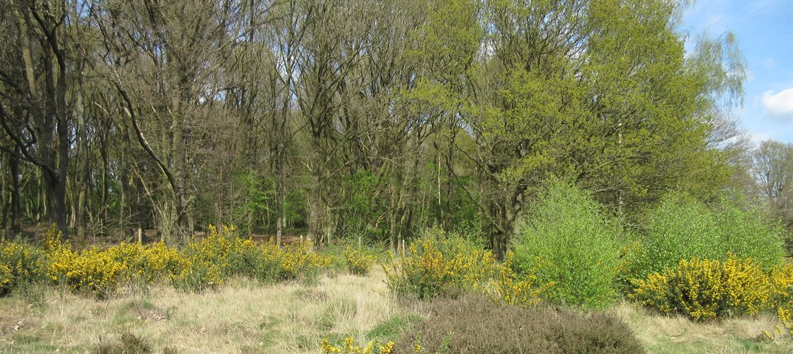 Nomansland Common