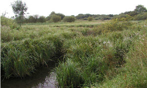 Oughtonhead Common