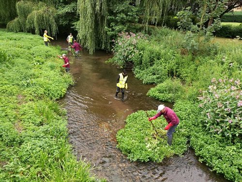 Volunteers removing Himalayan Balsam from the River Stort