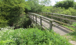 Wash Lane Common
